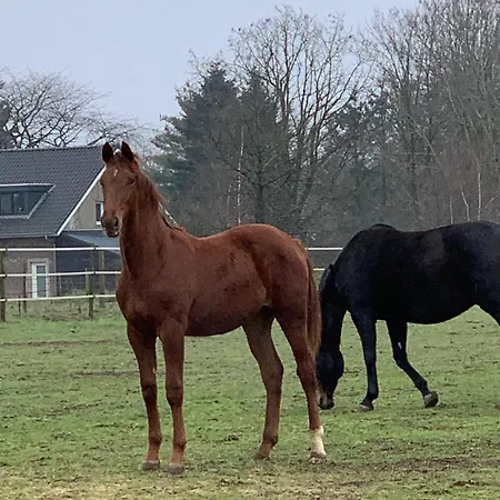 Vakantiehuis Sams Roermond
