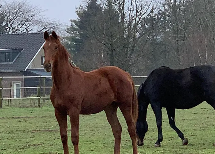 Feriehus Sams Roermond