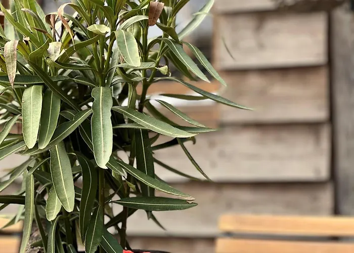 Дом отдыха Sams